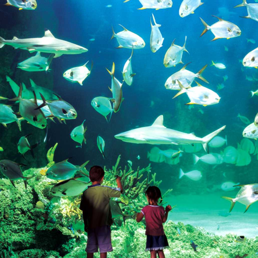 Benefits of Aquariums Projects