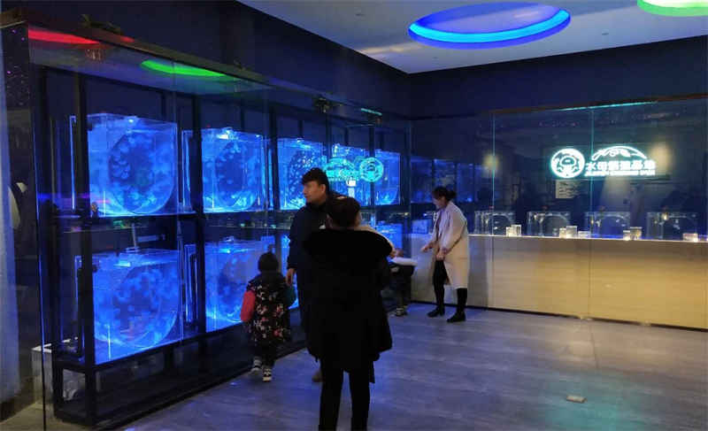 acrylic jellyfish aquariums